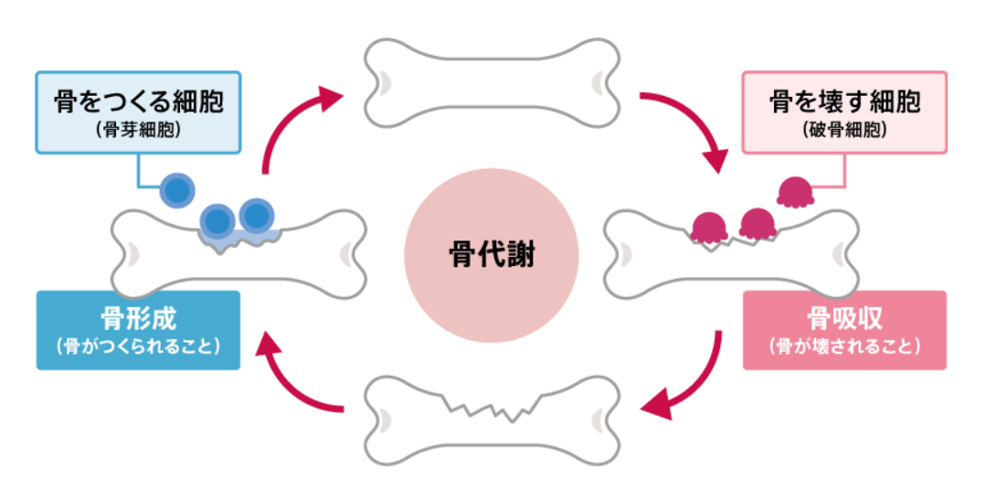 喫煙と骨粗鬆症の間に関連性はありますか?